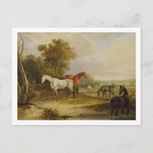 Paarden die grazen: een grijze steenvlek met Mares Briefkaart