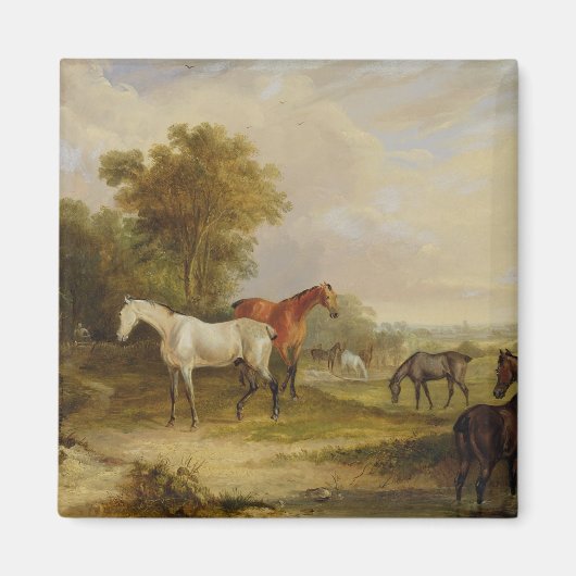 Paarden die grazen: een grijze steenvlek met Mares Magneet (Voorkant)