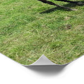 Paarden die grazen in een groendeeg poster (Hoek)