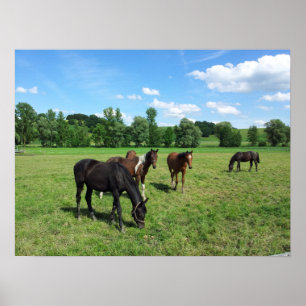 Paarden die grazen in een groendeeg poster