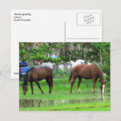 Paarden die grazen in Icacos, South Trinidad Briefkaart (Voorkant / Achterkant)