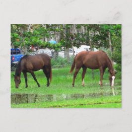 Paarden die grazen in Icacos, South Trinidad Briefkaart