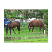 Paarden die grazen in Icacos, South Trinidad