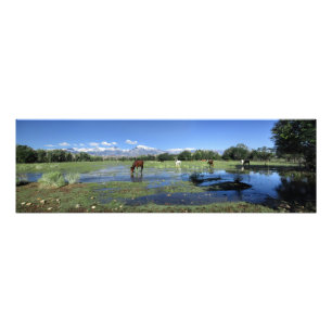 Paarden die grazen onder de Sierra Nevada Mountain Foto Afdruk