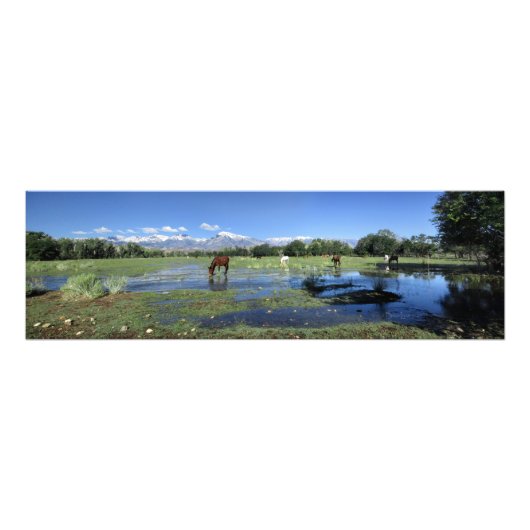 Paarden die grazen onder de Sierra Nevada Mountain Foto Afdruk (Voorkant)