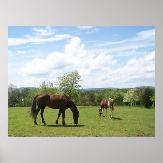 Paarden die grazen op Fields Beauful Sky Poster (Voorkant)