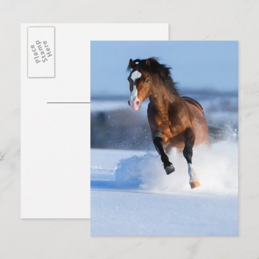 Paarden die in de winter door het veld lopen briefkaart (Voorkant / Achterkant)