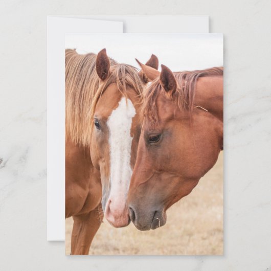 Paarden die in een weiland snuiven kaart (Achterkant)