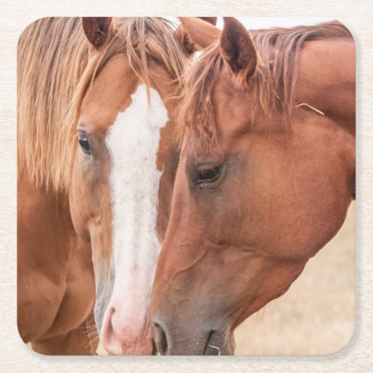 Paarden die in een weiland snuiven kartonnen onderzetters (Voorkant)