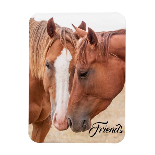 Paarden die in een weiland snuiven magneet (Verticaal)