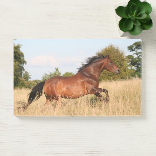 Paarden die in het veld lopen post-it® notes (Kantoor)