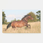 Paarden die in het veld lopen post-it® notes (Voorkant)