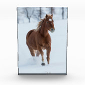 Paarden die in sneeuw lopen fotoblokken (Voorkant)