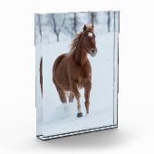 Paarden die in sneeuw lopen fotoblokken (Links)