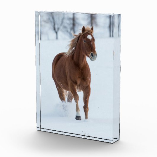 Paarden die in sneeuw lopen fotoblokken (Rechts)