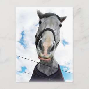 Paarden die lippy krijgen - Funny Face Briefkaart