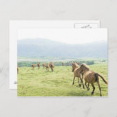 Paarden die lopen briefkaart (Voorkant / Achterkant)