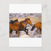 Paarden die lopen briefkaart (Voorkant)