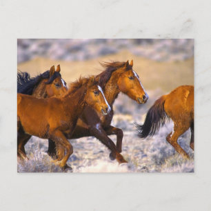 Paarden die lopen briefkaart