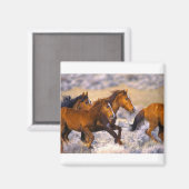 Paarden die lopen magneet (Voorkant / Achterkant)