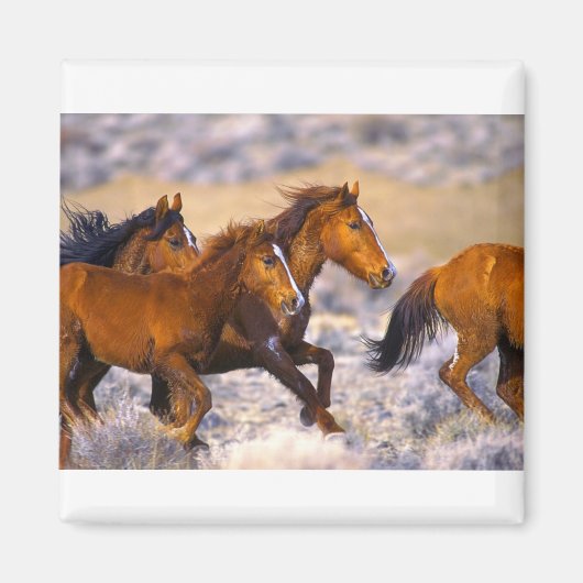 Paarden die lopen magneet (Voorkant)