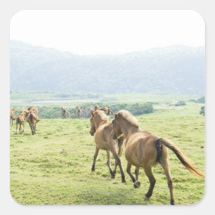 Paarden die lopen vierkante sticker