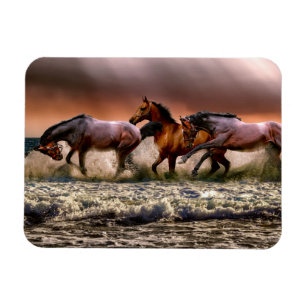 Paarden die op het Surf van de oceaan op de zon lo Magneet