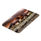 Paarden die op het Surf van de oceaan op de zon lo Magneet (Linkerzijde)