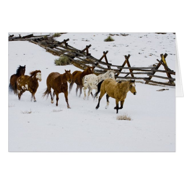 Paarden die op sneeuw lopen (Voorkant Horizontaal)