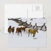Paarden die op sneeuw lopen briefkaart (Voorkant / Achterkant)