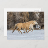 Paarden die op sneeuw lopen briefkaart (Voorkant / Achterkant)