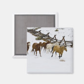 Paarden die op sneeuw lopen magneet (Voorkant / Achterkant)