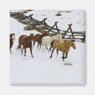Paarden die op sneeuw lopen magneet
