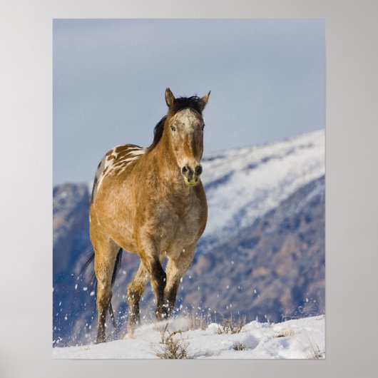Paarden die op sneeuw lopen poster (Voorkant)