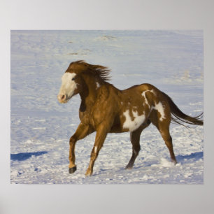 Paarden die op sneeuw lopen poster