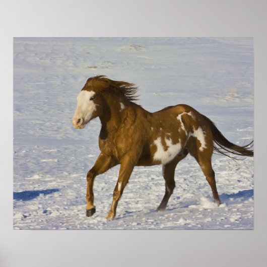 Paarden die op sneeuw lopen poster (Voorkant)