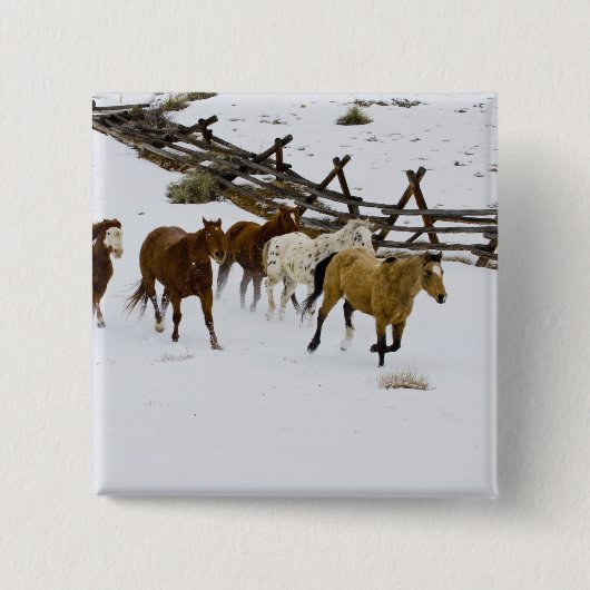 Paarden die op sneeuw lopen vierkante button 5,1 cm (Voorkant)