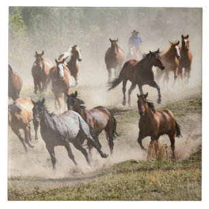 Paarden die rennen tijdens round-up, Montana Tegeltje