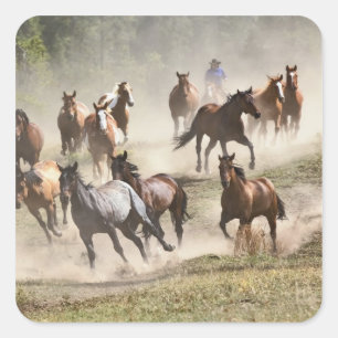 Paarden die rennen tijdens round-up, Montana Vierkante Sticker