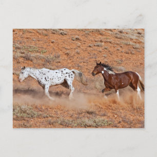 Paarden die rondlopen in Big Horn MT van Shell Wyo Briefkaart