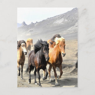 Paarden die tot succes overgaan briefkaart
