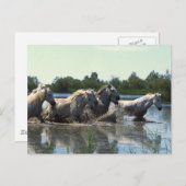 Paarden die water kruisen briefkaart (Voorkant / Achterkant)