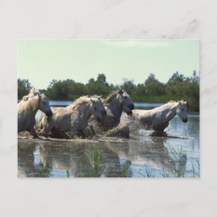 Paarden die water kruisen briefkaart
