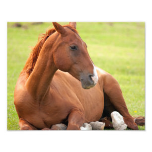 Paarden die zich in de groene pasta verplaatsen foto afdruk
