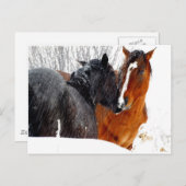 Paarden die zoenen op sneeuw briefkaart (Voorkant / Achterkant)