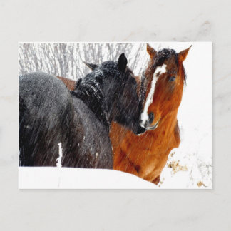 Paarden die zoenen op sneeuw briefkaart