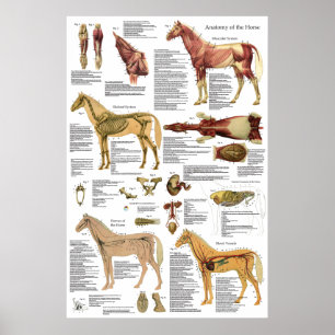 Paarden Dierlijke spier Skeletspierstelsel-anatomi Poster
