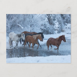 Paarden drijven in de winter briefkaart