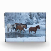 Paarden drijven in de winter fotoblokken (Voorkant)