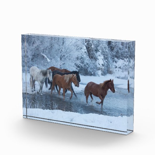 Paarden drijven in de winter fotoblokken (Rechts)